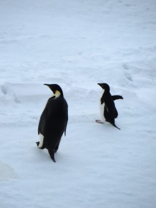 penguins1