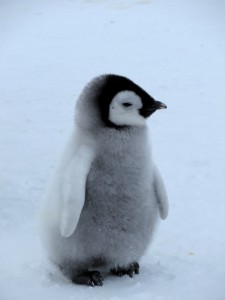 Emperor Penguin chick - the very definition of cute